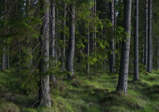 Dark Magic Forest photowallpaper Wallpassion