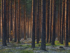 Sunbeams Colours the Trunk of the Trees photowallpaper Wallpassion