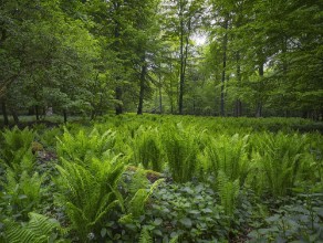 Green Swedish Forest photowallpaper Wallpassion