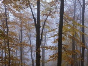 Misty Beech Forest in Autumn photowallpaper Wallpassion