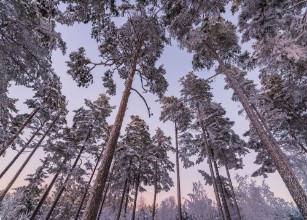 Pine Trees From Below photowallpaper Wallpassion