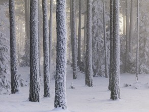 Cold and Frosty Coniferous Forest photowallpaper Wallpassion