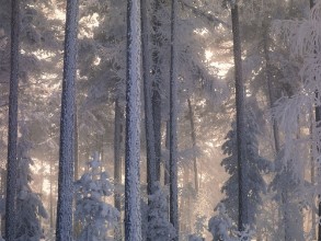 Sunbeams Through a Frosty Coniferous Forest photowallpaper Wallpassion