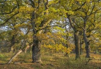 Beautiful Oak Forest photowallpaper Wallpassion