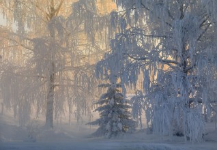 Sunbeams Through a Snowy Winter Forest photowallpaper Wallpassion