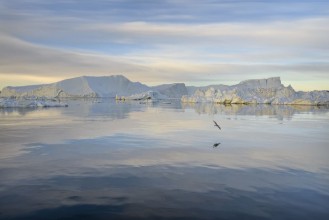 View over Disco Bay on Greenland photowallpaper Wallpassion
