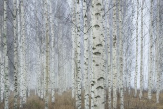 Birch Trees in Spring photowallpaper Wallpassion