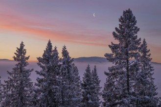 Evening Light over Fir Trees in Are photowallpaper Wallpassion