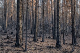 Empty Brown Coniferous Forest photowallpaper Wallpassion