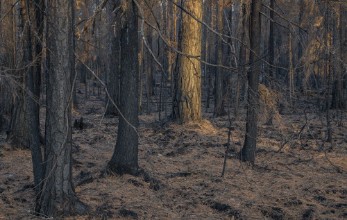 Sunbeams in Brown Coniferous Forest photowallpaper Wallpassion