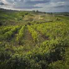 Vineyards in Tuscany photowallpaper Wallpassion