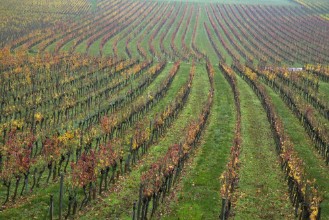Vineyards in Bourgogne photowallpaper Wallpassion