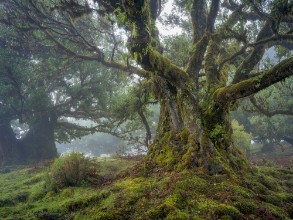Dramatic Forest in Madeira photowallpaper Wallpassion