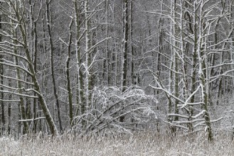 Frosty Deciduous Forest in Black and White photowallpaper Wallpassion