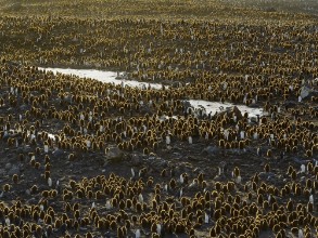 A Colony of Penguins at South Georgia photowallpaper Wallpassion
