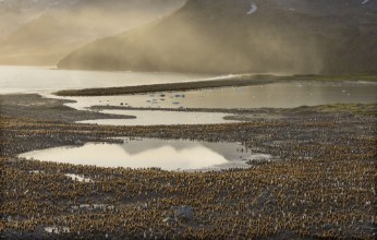View over Penguins at South Georgia photowallpaper Wallpassion