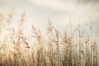 Close-up of Grass at Sunset photowallpaper Wallpassion