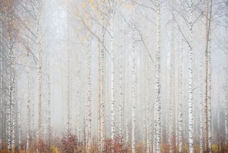 Foggy Birch Forest in Autumn photowallpaper Wallpassion