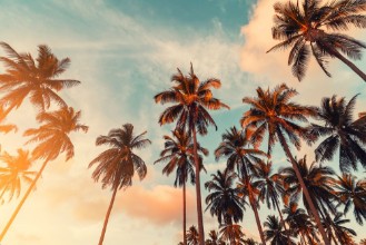 Palm Trees with Sun Light on Sky photowallpaper Wallpassion