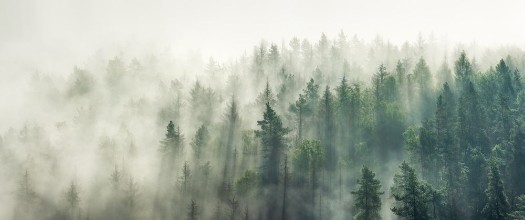 Panoramic View of Forest with Fog photowallpaper Wallpassion