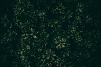 Lingonberry Leaves in Close-up photowallpaper Wallpassion
