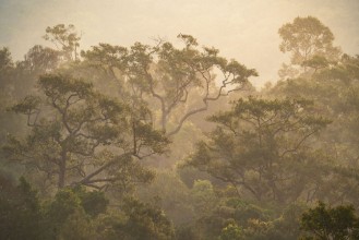 Vintage Tropical Forest photowallpaper Wallpassion