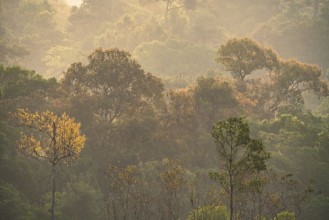 Early morning in the Forest photowallpaper Wallpassion