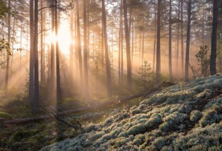Morning Moss photowallpaper Scandiwall