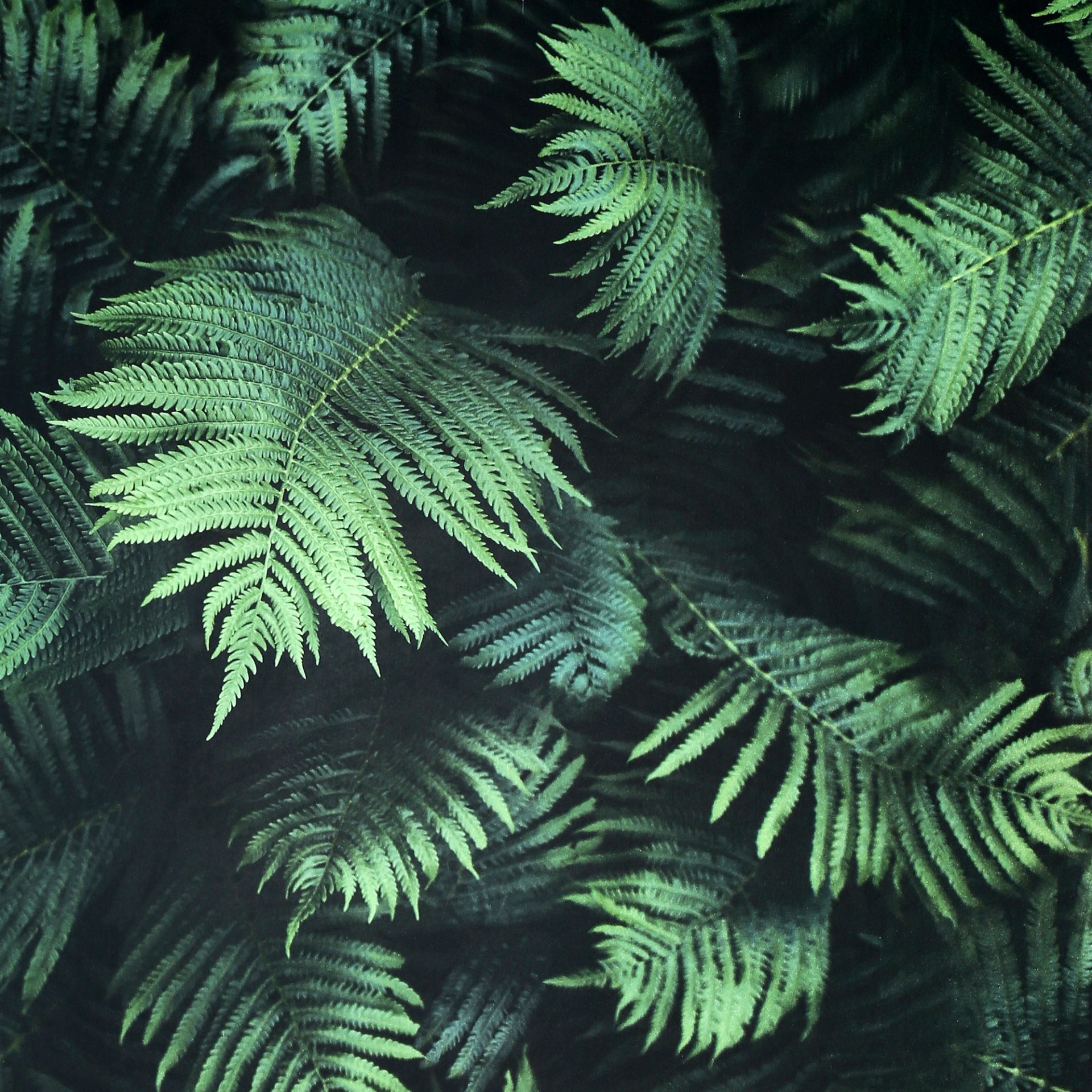 Fern Wall Green - 907601 wallpaper Arthouse