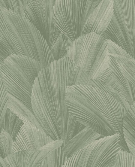 Ritratt ta’ Licuala - 340125