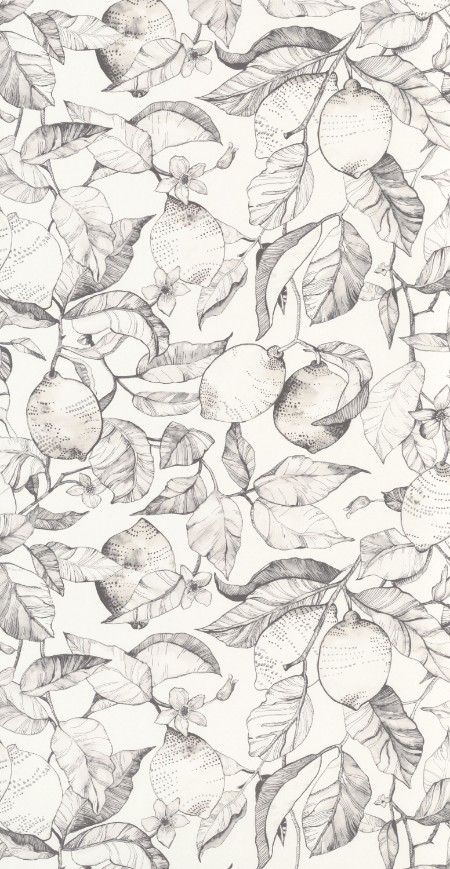 Image de Lemon Tree - 200270900