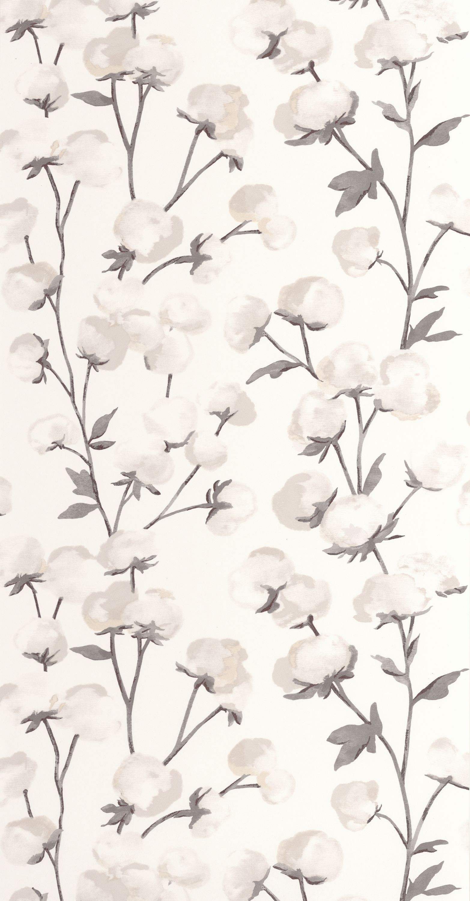 Bild von Cotton Flower - 200290909