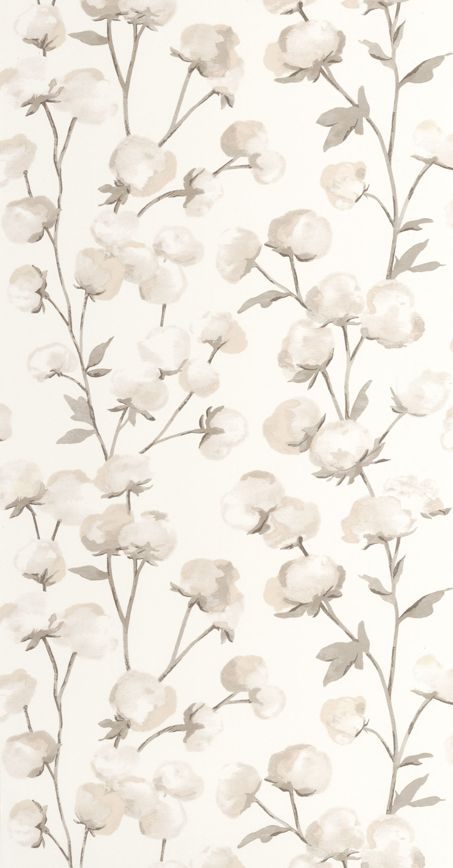 Bild von Cotton Flower - 200291111