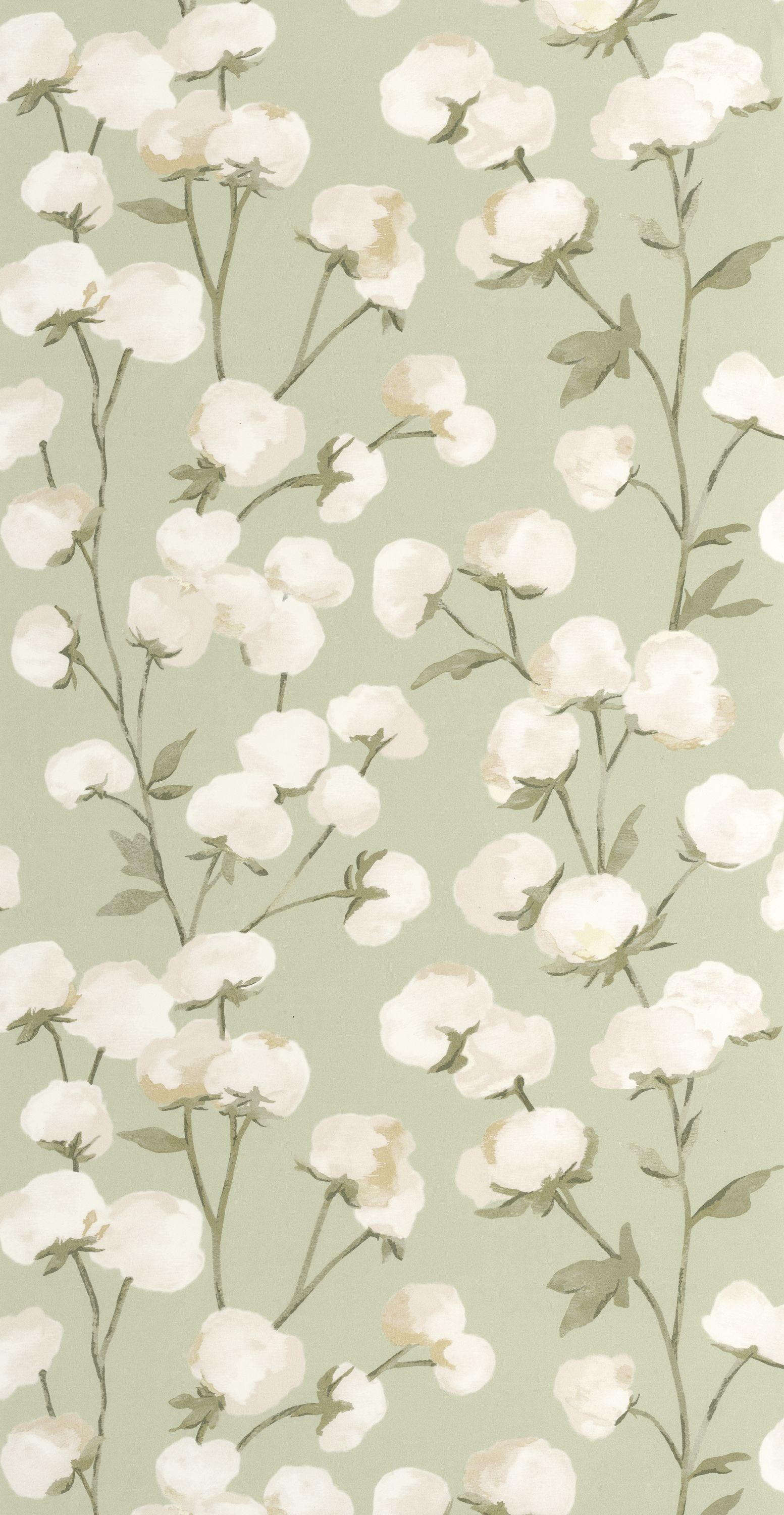 Bild von Cotton Flower - 200297202