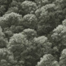 Afbeeldingen van Dennis Green - 1080401-03