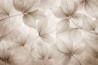 Picture of Soft Leaves I