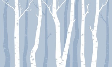 Picture of Graphic Birches II