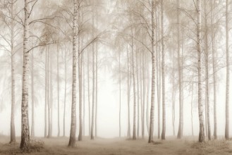 Picture of Birch Essence I