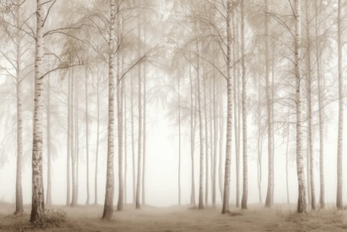 Bild på Birch Essence I