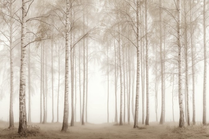 Image de Birch Essence I