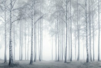 Picture of Birch Essence II