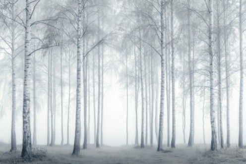 Bild på Birch Essence II