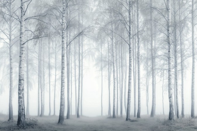 Image de Birch Essence II