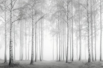 Picture of Birch Essence III