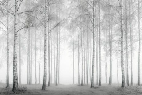 Bild på Birch Essence III