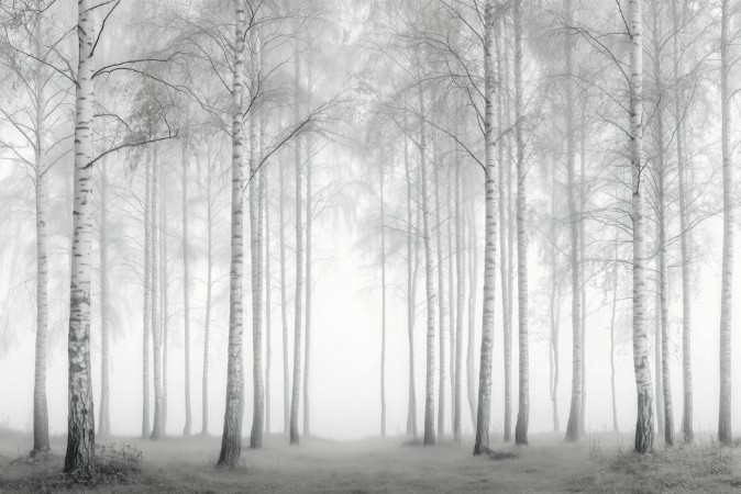 Afbeeldingen van Kleurcombinatie Birch Essence III - 09563-01