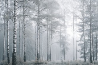 Image de Sunlit Birches I