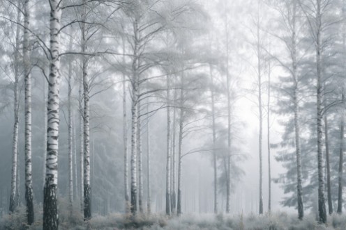 Obrázok z Sunlit Birches I