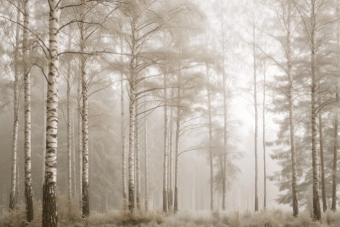 Bild på Sunlit Birches II
