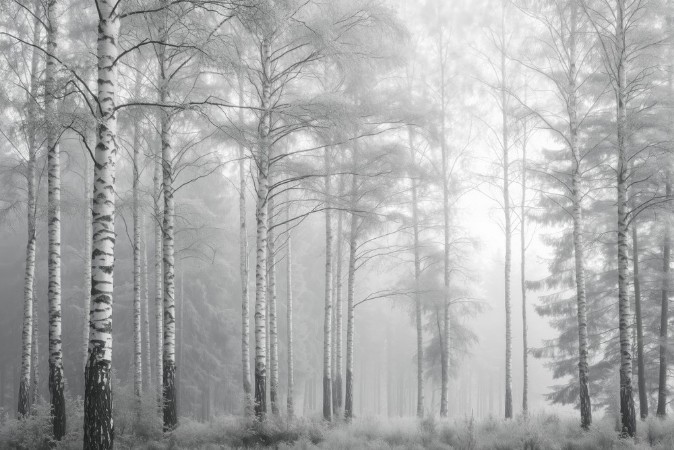 Image de Sunlit Birches III